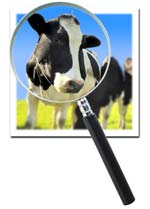 Photograph: Cow